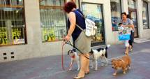 Stire din Social : Ai un câine care nu e de rasă? Ești obligat să-l sterilizezi și să-l microcipezi