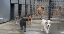 Stire din Social : Iubiți animalele? Cum puteți lua acasă un cățel de la Ecarisaj
