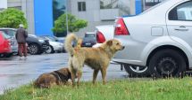Stire din Social : Soarta câinilor fără stăpân din Constanţa, decisă de consilierii locali