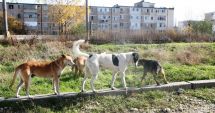 Stire din Politică-Administrație : Mii de maidanezi pe străzile din Constanţa. Primăria îi numără, dar nu îi adună