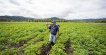 Stire din Economie : Vin banii de la stat pentru cultivatorii constănţeni de cartofi: 200 de euro/hectar