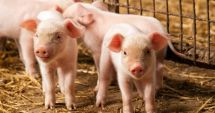 Stire din Social : Şase focare de pestă porcină, confirmate în mai multe localităţi din Constanţa! Mobilizare generală în judeţ!