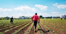 Stire din Economie : Nici ţuica nu-i mai convinge! Tinerii fug de munca la câmp ca dracul de tămâie