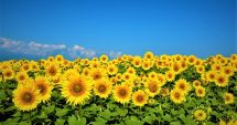 Stire din Economie : Riscuri în agricultură! Cât de greu este să transformi seminţele de floarea-soarelui în bani