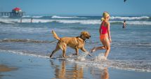 În ce condiții avem acces cu animalele de companie pe plajă? Ce spune actuala legislație