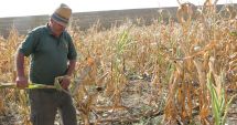 Stire din Economie : Guvernanții își amintesc de "bolile" sistemului de irigații numai când seceta distruge culturile agricole