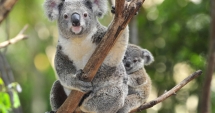 Stire din Fun : Șopârla, koala și marijuana