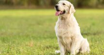 Stire din Eveniment : Miki, labradorul “erou” pentru copiii bolnavi, ucis cu sânge rece