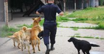 Stire din Eveniment : Labrador scos la pensie, la Garda de Coastă