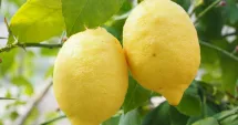 Stire din Sănătate : Beneficiile consumului de lămâie pentru sănătatea bilei