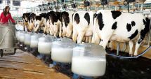 Asociaţia Forţa Fermierilor: “Reducerea preţului laptelui la raft, suportată de fermieri!”