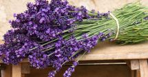 Stire din Sănătate : Lavanda, un bun aliat împotriva stresului şi durerilor de cap