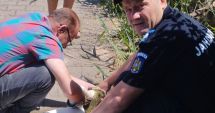 Jandarmii constănțeni au salvat o lebădă prinsă într-un cârlig de pescuit