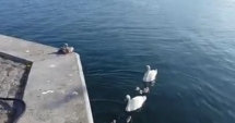 Stire din Social : VIDEO EMOȚIONANT! O familie de lebede își învață puii să înoate