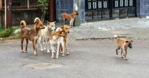 Președintele Klaus Iohannis a cerut modificarea legii gestionării câinilor fără stăpân