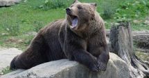 Stire din Actualitate : Camera Deputaților a adoptat proiectul de lege privind situația urșilor. Câți vor putea fi vânați