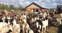 Stire din Economie : "Legea mirosului" – o amenințare pentru fermele zootehnice