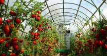 Peste 22 de milioane de euro pentru cultivarea legumelor în spaţii protejate