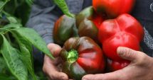 Ministerul Agriculturii, informația zilei despre fructele și legumele românești