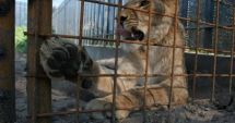 Stire din Actualitate : Din dorinţa de a-şi impresiona iubita, un bărbat a intrat în cuşca leilor şi a sfârşit mâncat de viu