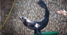 Stire din Social : Leii de mare aduși din Ucraina fac spectacol la Delfinariul din Constanța!