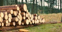Stire din Eveniment : Pagube de peste 7 milioane de lei la stat. Peste 14 mii de metri cubi de lemn au fost furați din păduri
