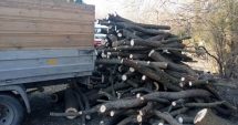 Stire din Eveniment : Lemne tăiate ilegal,  confiscate dintr-o camionetă, la Constanța