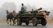 Stire din Eveniment : Scandal în județ! Un constănțean a fost arestat după ce a furat lemne și l-a bătut pe pădurar