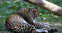 Stire din Actualitate : Un leopard a ucis un călugăr budist care medita în India