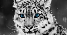 Stire din Actualitate : Incident șocant: 3 leoparzi ai zăpezilor de la o grădină zoologică din Nebraska au murit de covid