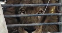 Leul Simba, mascota oraşului Zaporojie, a fost salvat şi adus în România
