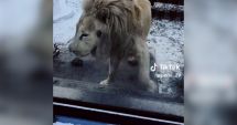 Stire din Eveniment : Grădina zoologică, explicaţii după apariţia imaginilor cu leul alb care ar fi "în stare de psihoză"