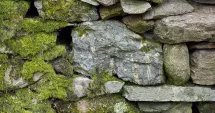 Stire din Sănătate : Lichenul de piatră, remediul natural pentru gât și căile respiratorii
