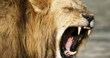 Stire din Eveniment : Alertă în România. Tânără mușcată de leu,  într-o zoo clandestină