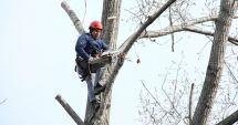 Stire din Social : Lucrările de toaletare a arborilor din Constanța continuă