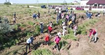 Stire din Social : Tinerii au plantat puieţi de salcâm în comuna Limanu