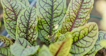 Stire din Sănătate : Măcrișul, antibioticul natural  din farfurie
