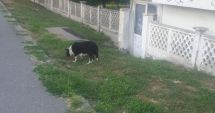 Stire din Social : Pericolul cu colți din curtea Poliției. "Sunt agresivi și ne atacă!"