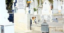Stire din Social : Maidanezii, pericolul dintre morminte. Cimitirul Central, casă pentru haitele de câini