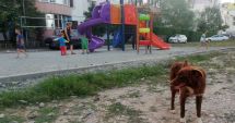 Stire din Social : Locurile de joacă, sub asediul maidanezilor, în Poarta 6! "Ne temem pentru siguranța copiilor!"