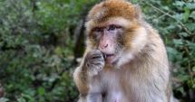 Stire din Actualitate : De necrezut! Și-a dat la schimb fiica adoptivă pentru o maimuță pe care voia să o adauge la "colecția ei"