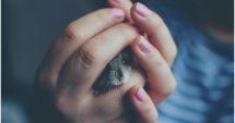 Stire din Social : Variola maimuței ar putea deveni endemică în Europa dacă se răspândește la animalele de companie
