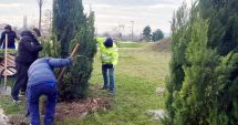 Stire din Politică-Administrație : Administraţia locală din Mangalia, campanie de plantare a peste 300 de arbori