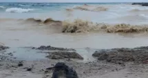 Stire din Actualitate : Poluare cu ulei de floarea-soarelui la Marea Neagră. Zeci de păsări moarte