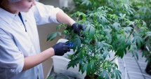 Stire din Actualitate : Marijuana devine legală  și în scop recreațional