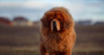 Stire din Social : Cel mai frumos Mastiff Tibetan din lume trăieşte în România şi împlineşte curând şase ani