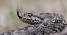 Stire din Social : Tot mai multe vipere! Salvamont: În caz de mușcătură nu se aplică garou, nu se aspiră veninul cu gura