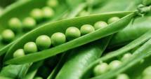 Stire din Sănătate : Mazărea, sursă indispensabilă de proteină biodisponibilă