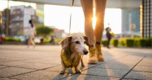 Stire din Actualitate : Vânzarea câinilor și pisicilor în pet shop-uri, interzisă! Reguli noi în toată Europa