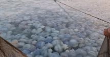 VIDEO Imagini spectaculoase pe litoral. Sute de meduze au invadat Marea Neagră